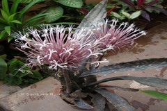 Sansevieria hyacinthoides